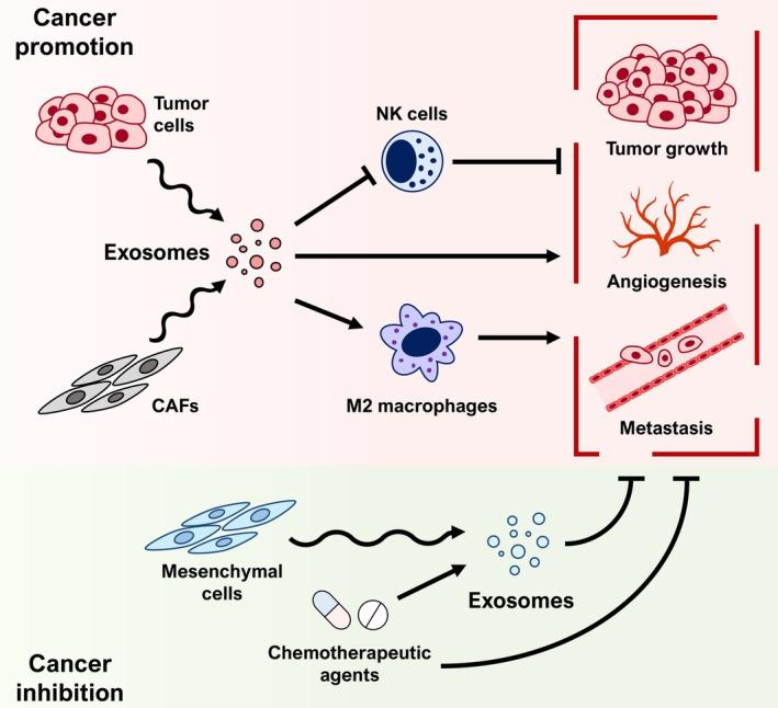 https://cdn.ncbi.nlm.nih.gov/pmc/blobs/bd90/12141978/fb5b56cbb62d/IJC-157-405-g004.jpg