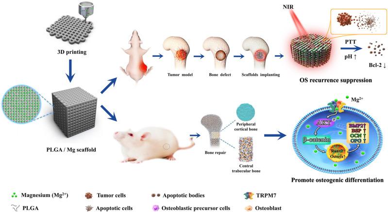 https://cdn.ncbi.nlm.nih.gov/pmc/blobs/bd91/9851059/70bf9ceee1c4/IJN-18-293-g0003.jpg