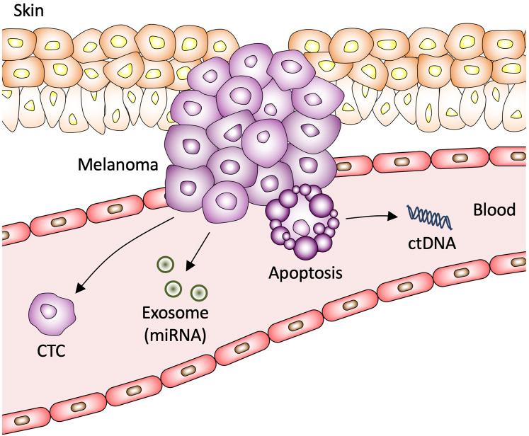 https://cdn.ncbi.nlm.nih.gov/pmc/blobs/bd93/11327088/819bb2ecff1e/fcell-12-1420360-g001.jpg