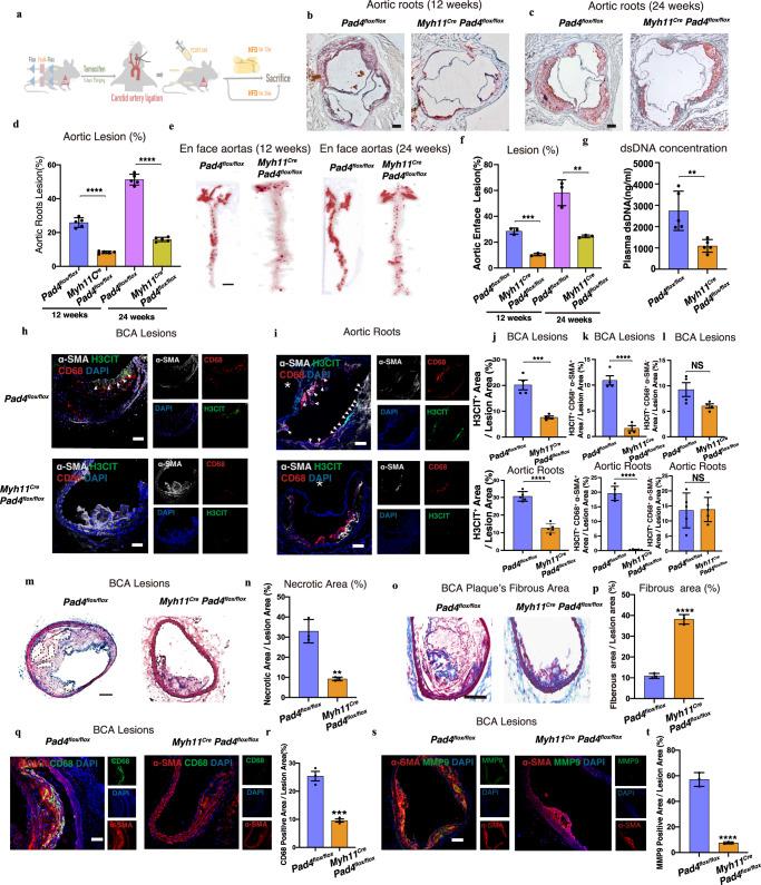 https://cdn.ncbi.nlm.nih.gov/pmc/blobs/bd94/9723654/2ae335348af5/41467_2022_35330_Fig3_HTML.jpg
