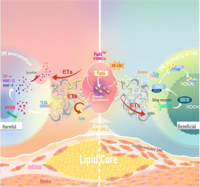https://cdn.ncbi.nlm.nih.gov/pmc/blobs/bd94/9723654/c824bdce33b3/41467_2022_35330_Fig6_HTML.jpg