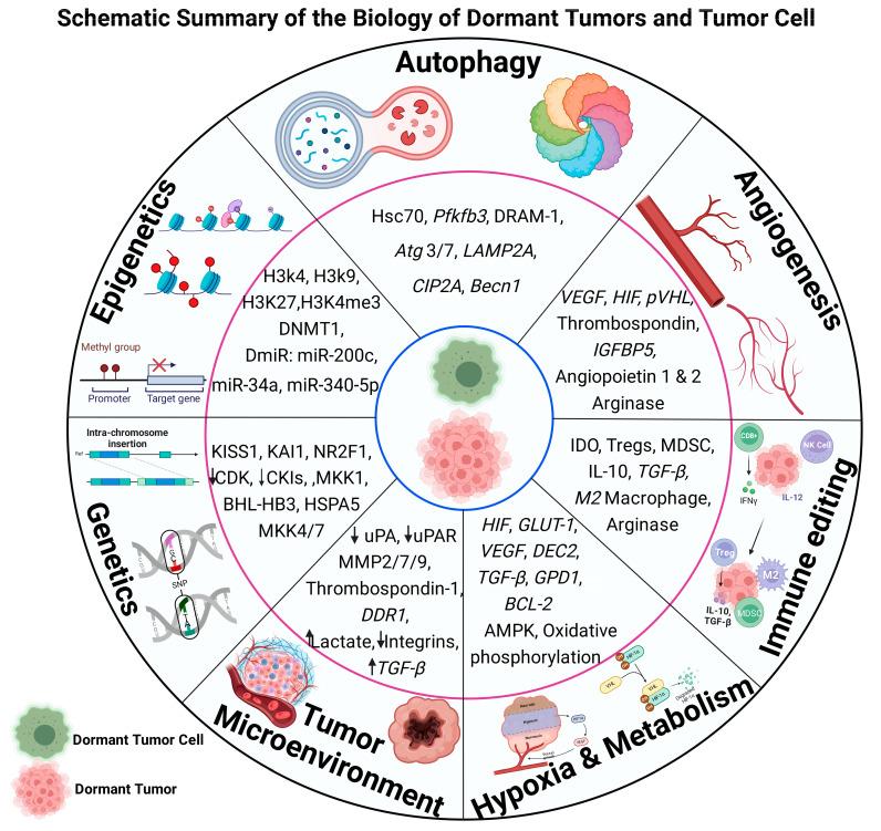 https://cdn.ncbi.nlm.nih.gov/pmc/blobs/bd97/11240553/f27253a2dd58/cells-13-01087-g001.jpg