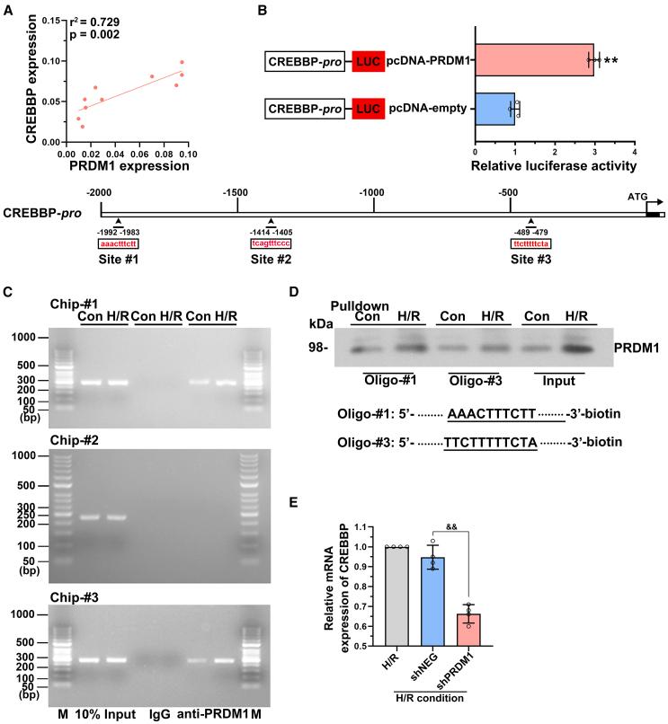 https://cdn.ncbi.nlm.nih.gov/pmc/blobs/bd98/11699622/36007bf6d692/gr6.jpg