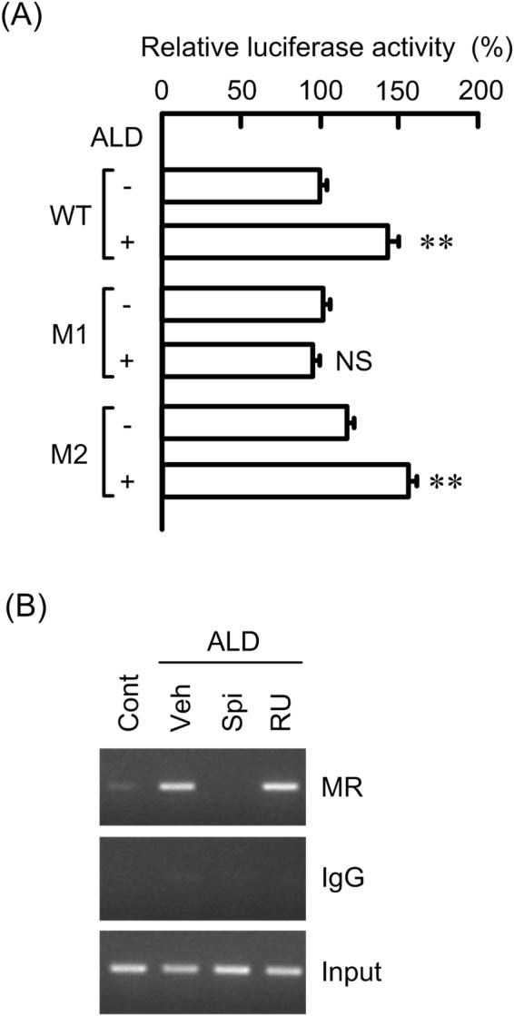 https://cdn.ncbi.nlm.nih.gov/pmc/blobs/bd98/5610316/20b6ea3b2876/41598_2017_12494_Fig6_HTML.jpg
