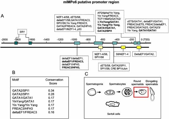 https://cdn.ncbi.nlm.nih.gov/pmc/blobs/bda2/2652405/996882805e40/CG-8-323_F7.jpg