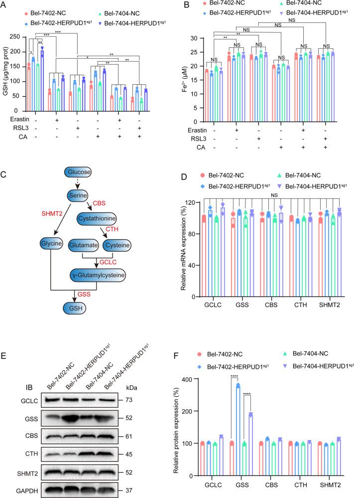 https://cdn.ncbi.nlm.nih.gov/pmc/blobs/bda3/9424261/045d95119bb6/41420_2022_1169_Fig4_HTML.jpg