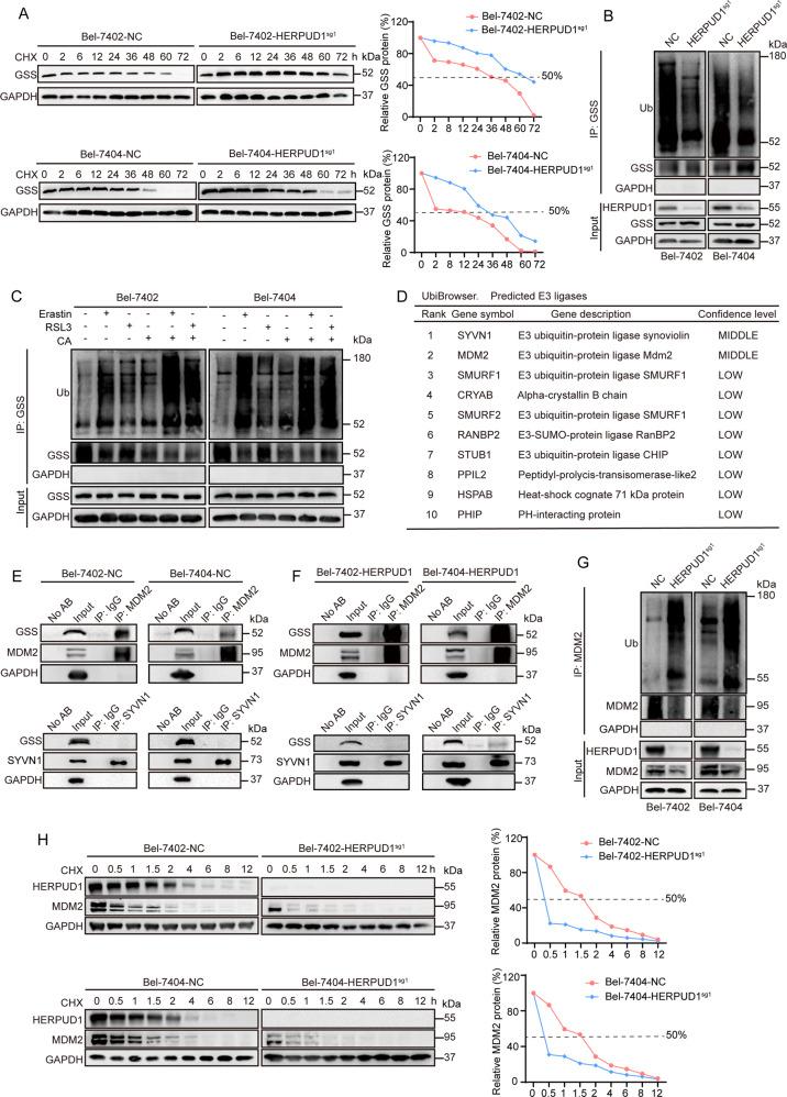 https://cdn.ncbi.nlm.nih.gov/pmc/blobs/bda3/9424261/fa448256167a/41420_2022_1169_Fig5_HTML.jpg