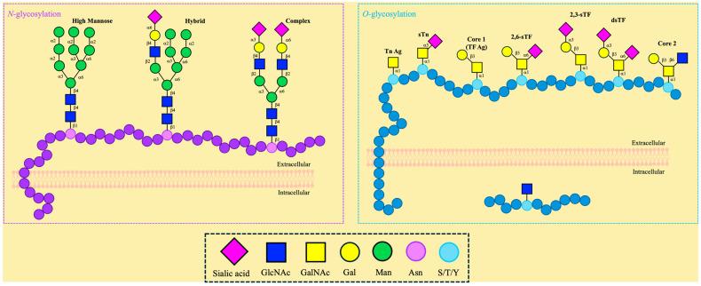 https://cdn.ncbi.nlm.nih.gov/pmc/blobs/bda6/12073284/0754ac662d93/molecules-30-01895-g002.jpg