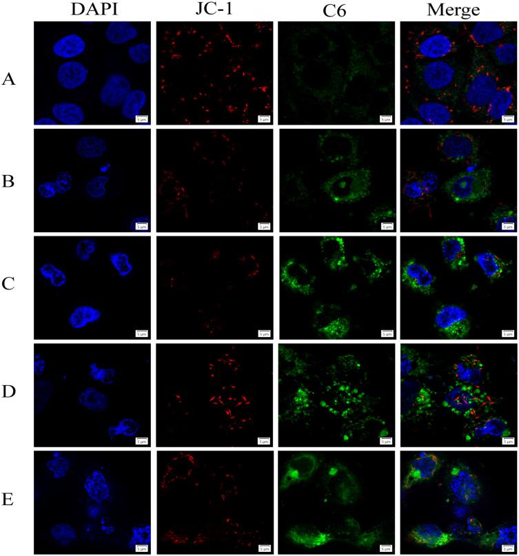 https://cdn.ncbi.nlm.nih.gov/pmc/blobs/bdab/11626209/706e4b32b85e/IJN-19-12975-g0006.jpg