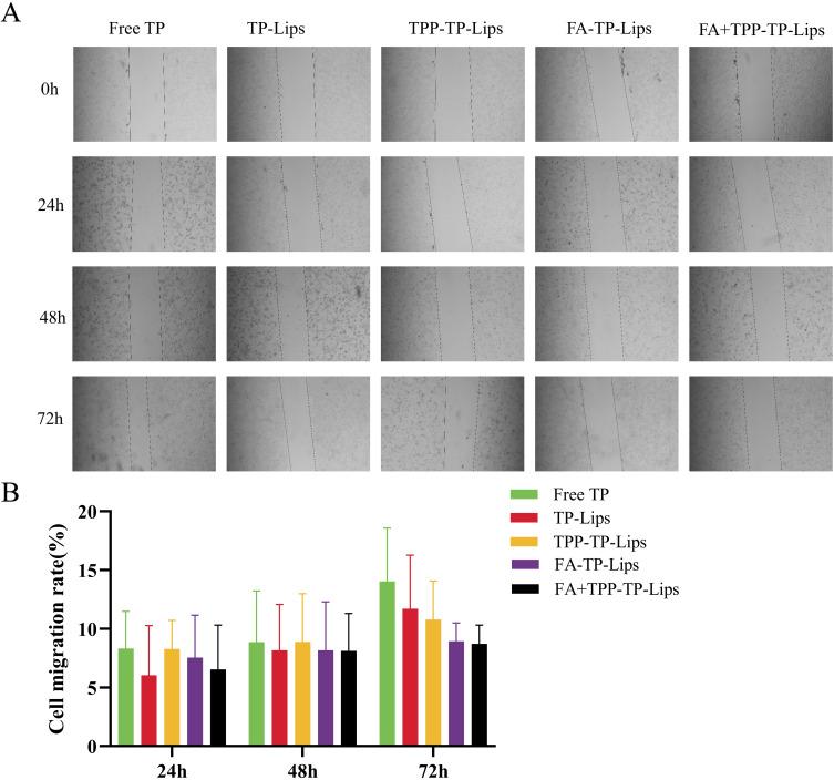 https://cdn.ncbi.nlm.nih.gov/pmc/blobs/bdab/11626209/b29a5ba7712b/IJN-19-12975-g0005.jpg