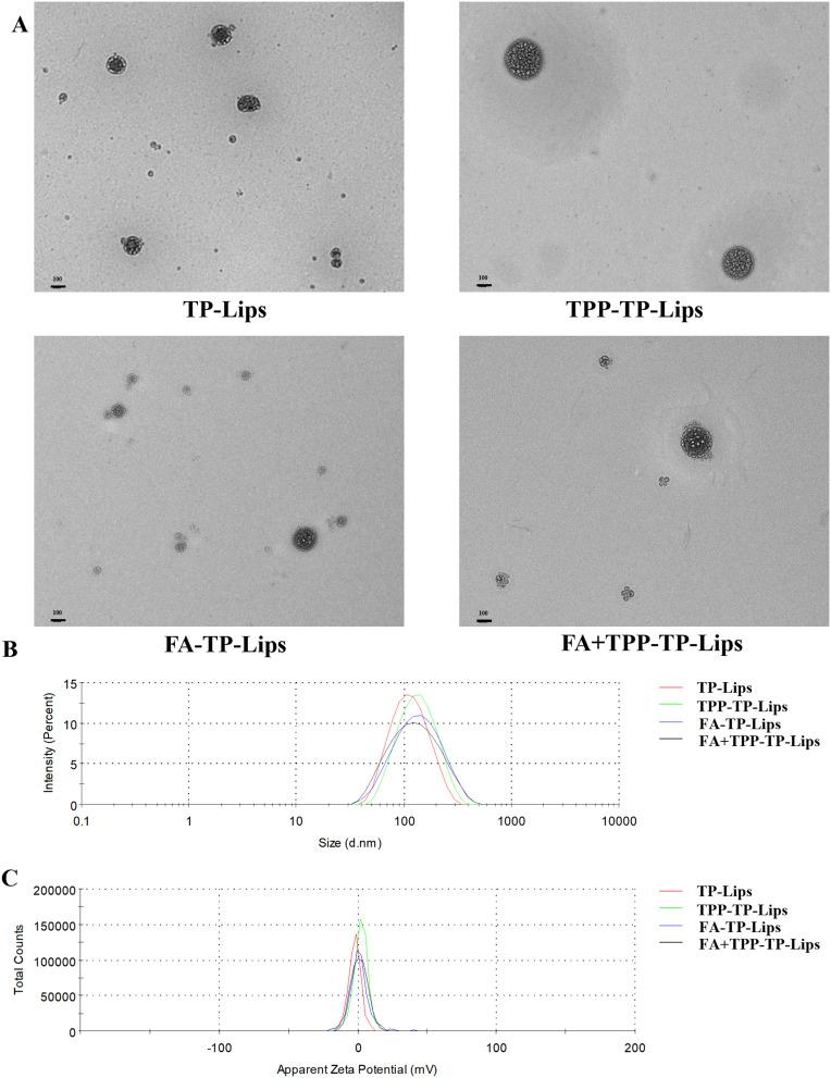 https://cdn.ncbi.nlm.nih.gov/pmc/blobs/bdab/11626209/ea554e03dc2c/IJN-19-12975-g0002.jpg