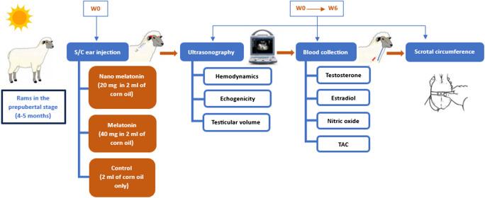 https://cdn.ncbi.nlm.nih.gov/pmc/blobs/bdae/11538174/ea85181da208/11259_2024_10563_Fig2_HTML.jpg