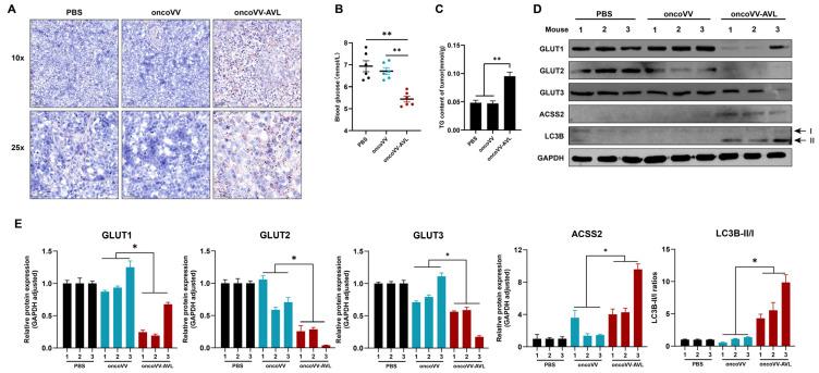 https://cdn.ncbi.nlm.nih.gov/pmc/blobs/bdae/12387248/049092ed319c/marinedrugs-23-00297-g006.jpg