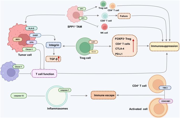 https://cdn.ncbi.nlm.nih.gov/pmc/blobs/bdaf/11026648/506670e3c108/fimmu-15-1359914-g002.jpg