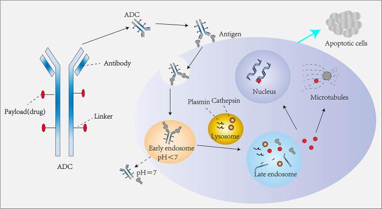 https://cdn.ncbi.nlm.nih.gov/pmc/blobs/bdb3/10960395/ae6a3c758a36/12943_2024_1963_Fig1_HTML.jpg