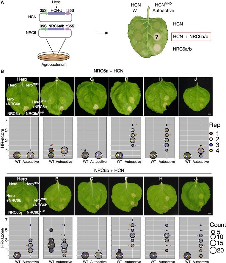 https://cdn.ncbi.nlm.nih.gov/pmc/blobs/bdb4/12236159/2044dfdf7ee0/koaf145f3.jpg