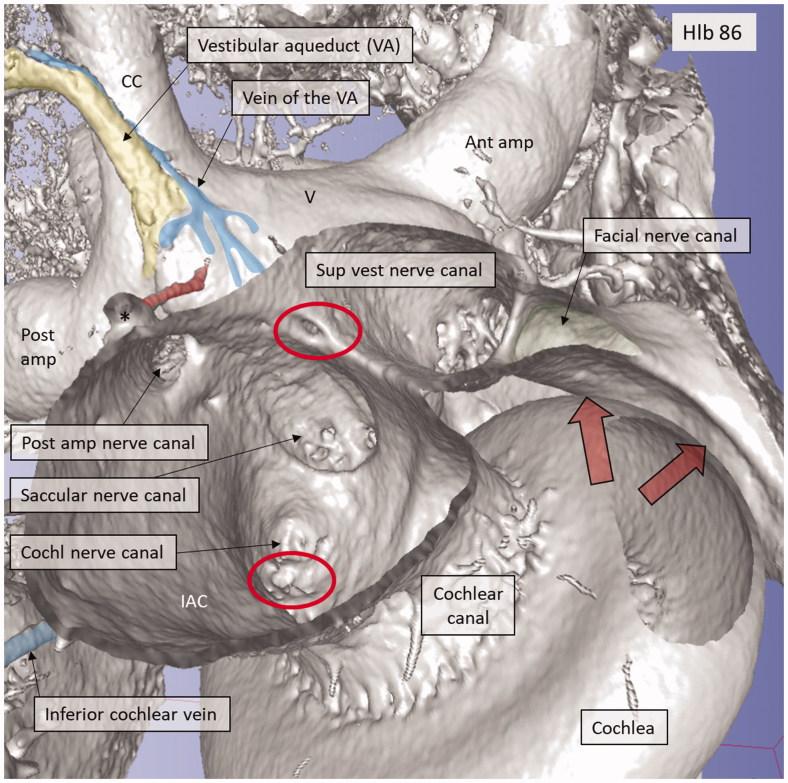 https://cdn.ncbi.nlm.nih.gov/pmc/blobs/bdb5/6198224/e24f8150340f/IUPS_A_1492654_F0009_C.jpg