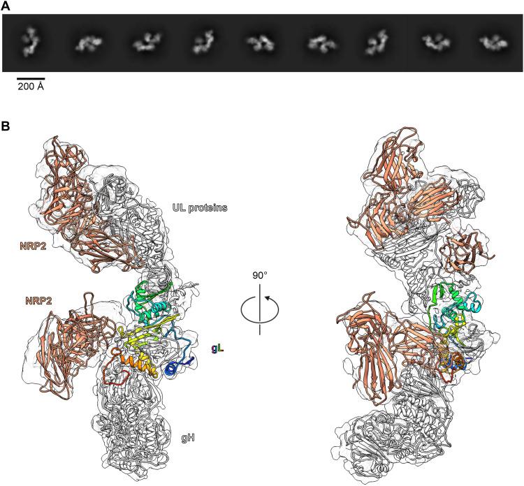 https://cdn.ncbi.nlm.nih.gov/pmc/blobs/bdb5/8916728/00ea5f0bedfb/sciadv.abm2546-f3.jpg