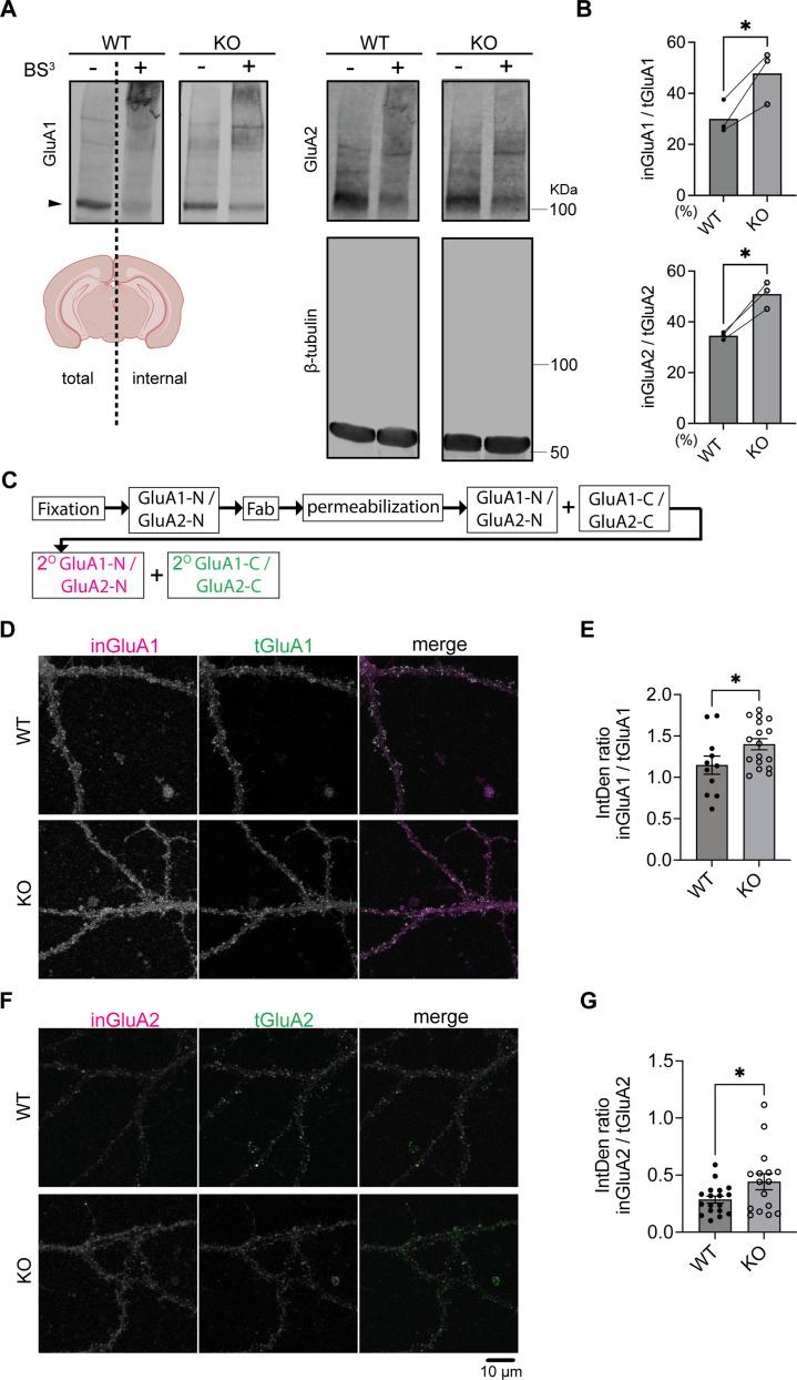 https://cdn.ncbi.nlm.nih.gov/pmc/blobs/bdb7/12133753/799cbb248dcb/fphar-16-1568908-g001.jpg