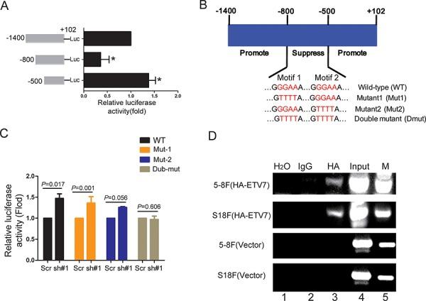 https://cdn.ncbi.nlm.nih.gov/pmc/blobs/bdb7/4745723/c36347dbee87/oncotarget-06-29240-g005.jpg