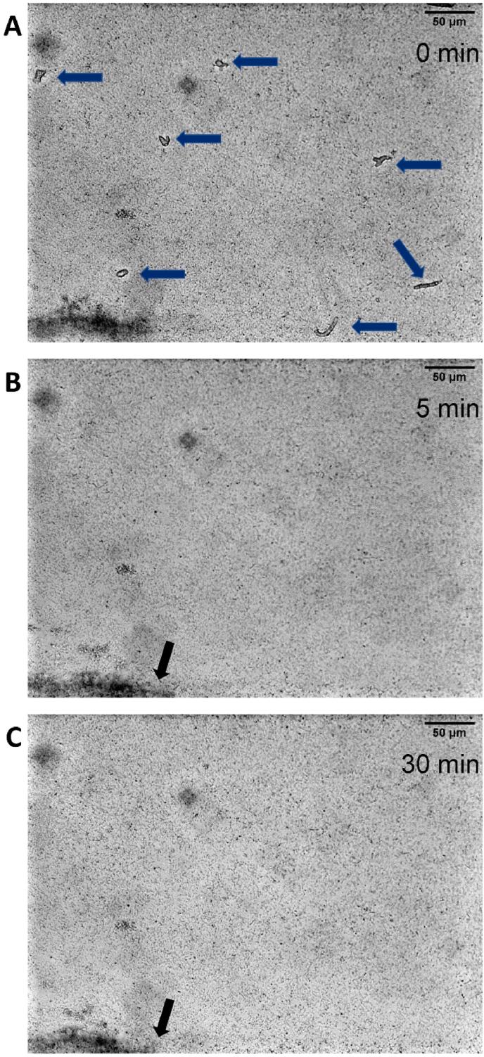 https://cdn.ncbi.nlm.nih.gov/pmc/blobs/bdb8/10279787/6e86064a3b96/gr5.jpg