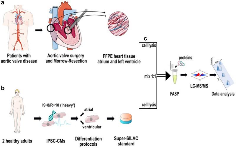 https://cdn.ncbi.nlm.nih.gov/pmc/blobs/bdb8/8695579/1d099da72967/41598_2021_3907_Fig2_HTML.jpg