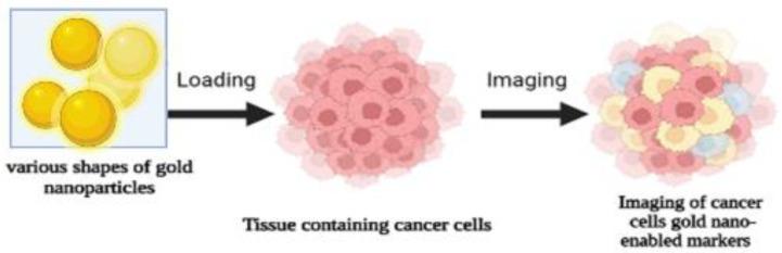https://cdn.ncbi.nlm.nih.gov/pmc/blobs/bdbb/10052895/19ef2cd790d9/pharmaceutics-15-01025-g004.jpg