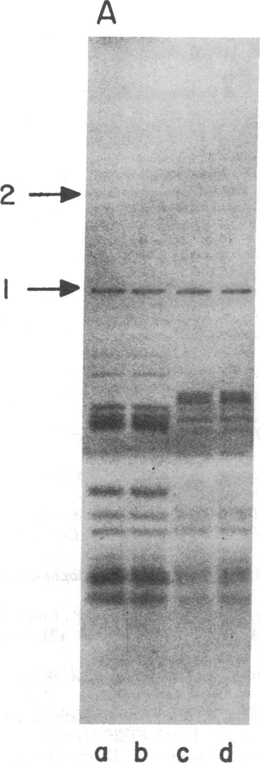 https://cdn.ncbi.nlm.nih.gov/pmc/blobs/bdbc/430935/b2574851eca2/pnas00039-0143-b.jpg
