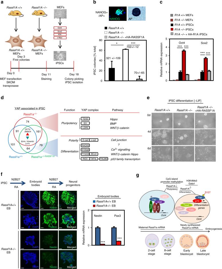 https://cdn.ncbi.nlm.nih.gov/pmc/blobs/bdbf/5789973/6f4d866468d3/41467_2017_2786_Fig6_HTML.jpg