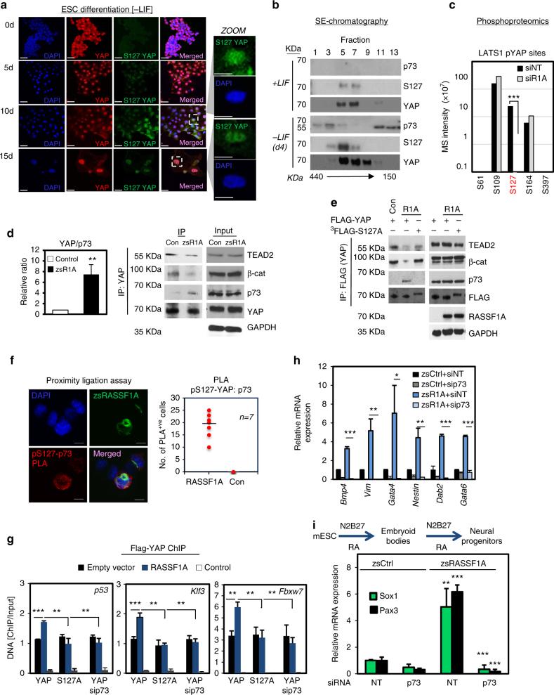 https://cdn.ncbi.nlm.nih.gov/pmc/blobs/bdbf/5789973/db4c02172dc6/41467_2017_2786_Fig4_HTML.jpg