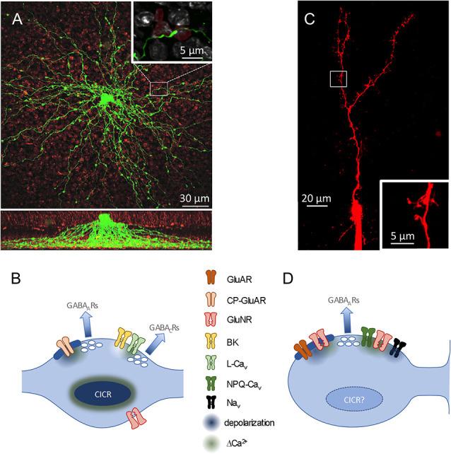 https://cdn.ncbi.nlm.nih.gov/pmc/blobs/bdc0/7674606/c8b42d2b4582/fncel-14-600537-g0002.jpg