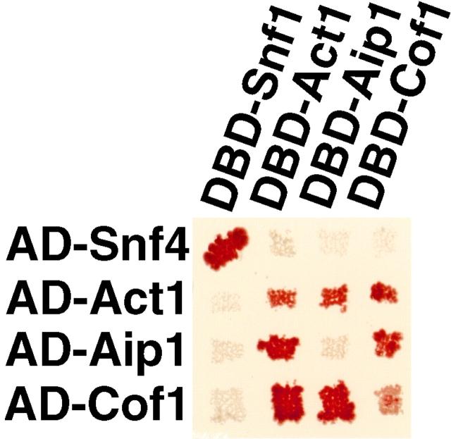 https://cdn.ncbi.nlm.nih.gov/pmc/blobs/bdca/2133144/4e43f8113dfd/JCB9811047.f2.jpg