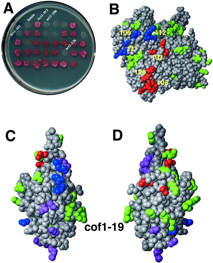 https://cdn.ncbi.nlm.nih.gov/pmc/blobs/bdca/2133144/dbc9e8df388a/JCB9811047.f3.jpg