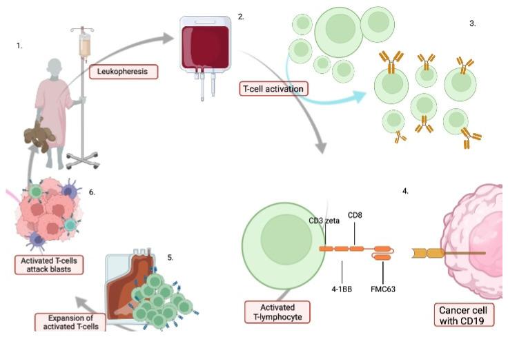 https://cdn.ncbi.nlm.nih.gov/pmc/blobs/bdca/9032060/f6a990fe4bf4/cancers-14-02021-g002.jpg
