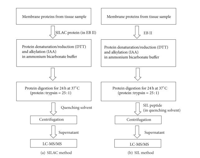 https://cdn.ncbi.nlm.nih.gov/pmc/blobs/bdcb/3955635/1c3623eef900/IJPRO2014-451510.001.jpg