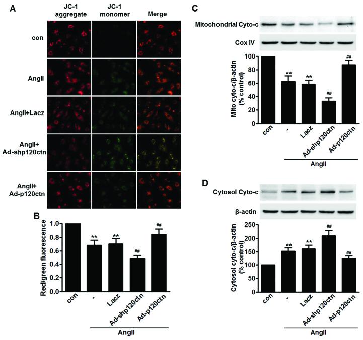 https://cdn.ncbi.nlm.nih.gov/pmc/blobs/bdcc/4771121/118609d612cf/IJMM-37-03-0623-g03.jpg