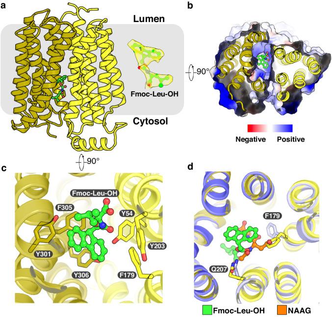 https://cdn.ncbi.nlm.nih.gov/pmc/blobs/bdd2/11116495/c21612465def/41467_2024_48535_Fig4_HTML.jpg