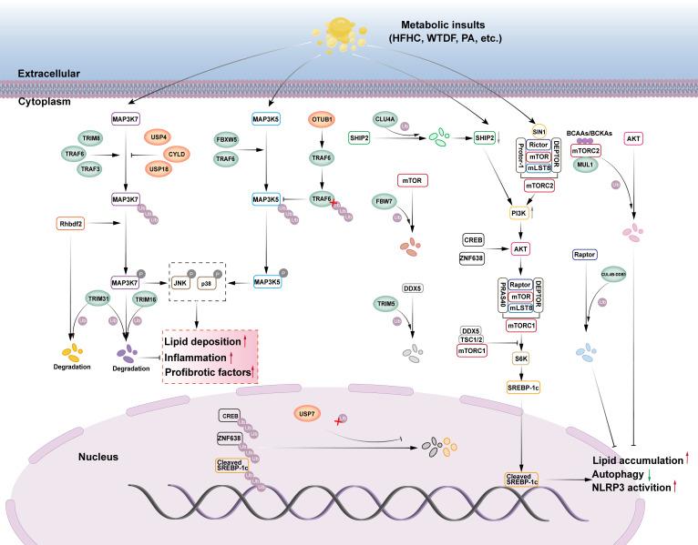 https://cdn.ncbi.nlm.nih.gov/pmc/blobs/bdd4/12021615/7d37e0066994/fimmu-16-1535362-g001.jpg