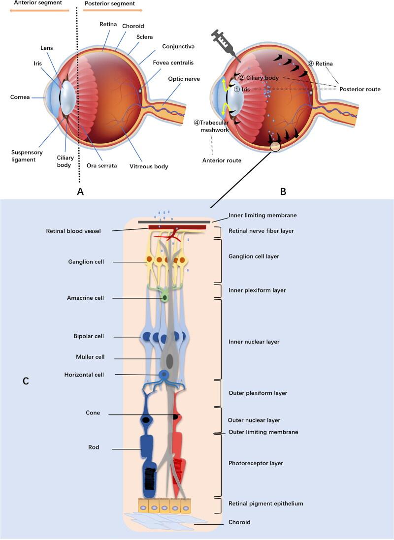 https://cdn.ncbi.nlm.nih.gov/pmc/blobs/bdd6/10193918/2150a867ed82/IDRD_A_2204206_F0002_C.jpg