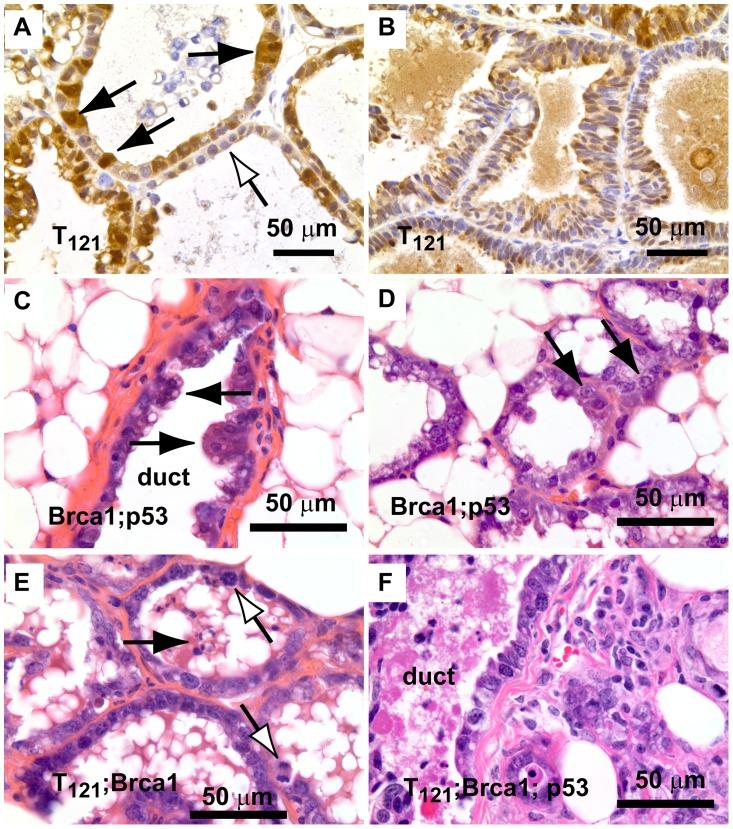 https://cdn.ncbi.nlm.nih.gov/pmc/blobs/bdd8/3500050/f83ca8f6ea4f/pgen.1003027.g002.jpg