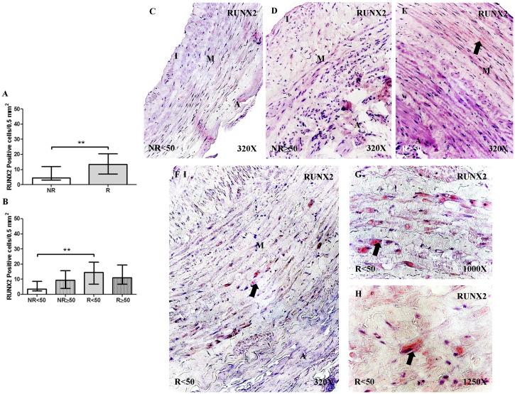 https://cdn.ncbi.nlm.nih.gov/pmc/blobs/bdd8/8040408/6e0cc9d0eb65/ijmsv18p1921g003.jpg