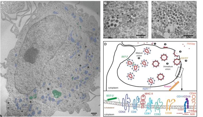 https://cdn.ncbi.nlm.nih.gov/pmc/blobs/bdd9/5714857/e5aa942da828/fimmu-08-01698-g002.jpg