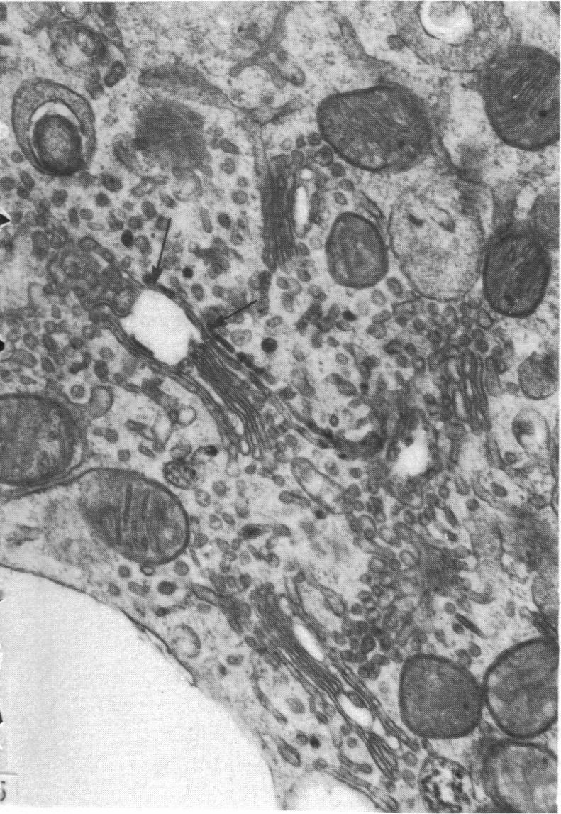 https://cdn.ncbi.nlm.nih.gov/pmc/blobs/bddc/1164441/df00cbec7a24/janat00197-0011-c.jpg