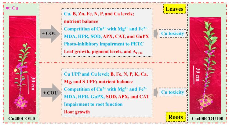 https://cdn.ncbi.nlm.nih.gov/pmc/blobs/bddc/11678025/10e2e59356fb/plants-13-03584-g012.jpg