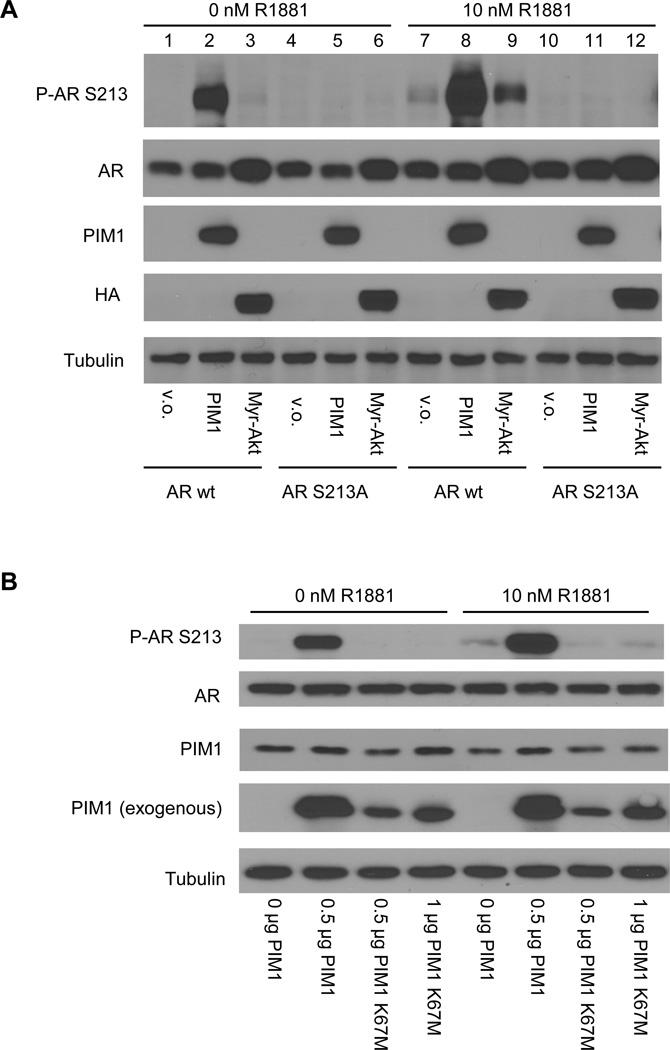 https://cdn.ncbi.nlm.nih.gov/pmc/blobs/bddd/3527659/4ddd68d1f47c/nihms396871f1.jpg