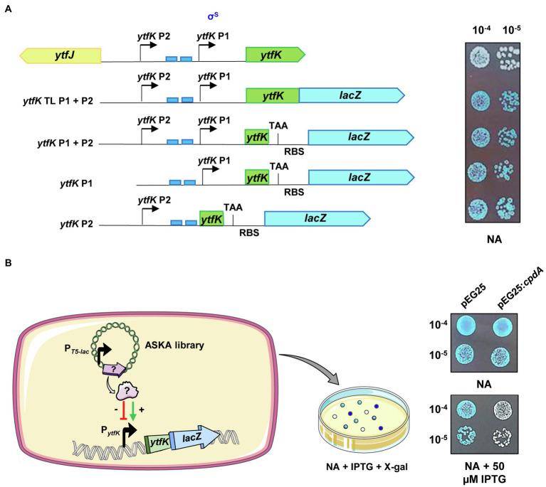 https://cdn.ncbi.nlm.nih.gov/pmc/blobs/bde2/8600398/0c49f775e40f/fmicb-12-775164-g001.jpg