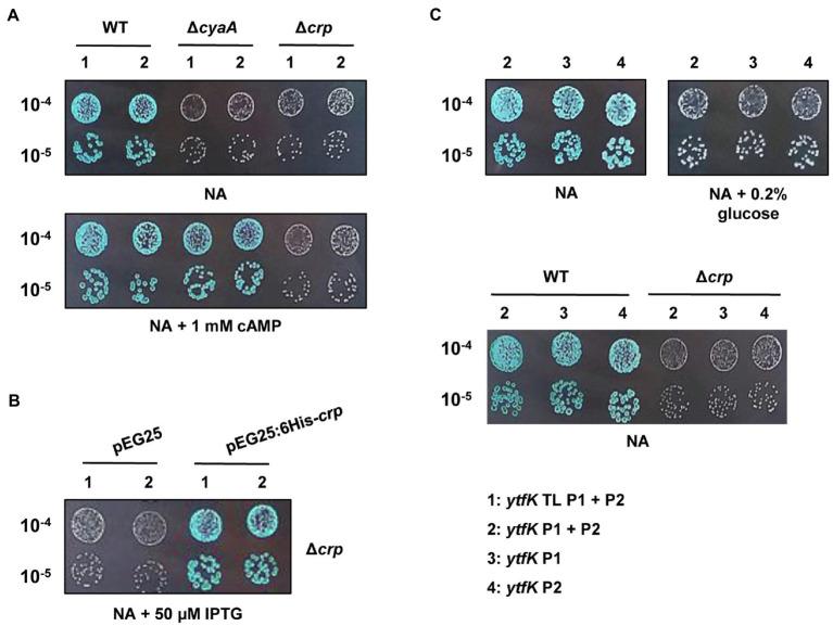 https://cdn.ncbi.nlm.nih.gov/pmc/blobs/bde2/8600398/0f376ed36ea1/fmicb-12-775164-g002.jpg