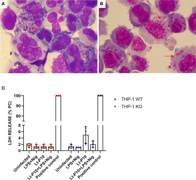 https://cdn.ncbi.nlm.nih.gov/pmc/blobs/bde3/11066211/525ee89d0d4b/fimmu-15-1298275-g001.jpg