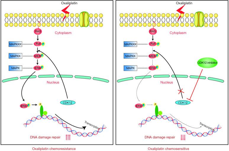 https://cdn.ncbi.nlm.nih.gov/pmc/blobs/bde4/12261016/0f33d1a3b417/jgo-16-03-823-f6.jpg
