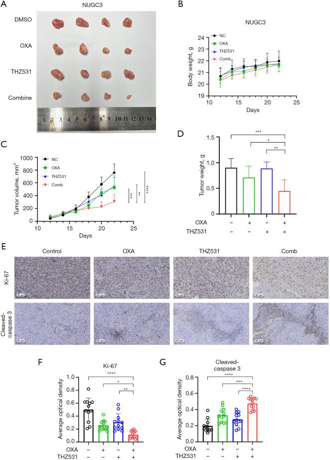 https://cdn.ncbi.nlm.nih.gov/pmc/blobs/bde4/12261016/c8d0dbf2b98e/jgo-16-03-823-f4.jpg